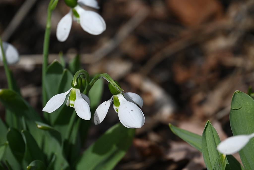 2025-04046226 Tower Hill Botanic Garden, MA.JPG - Snowdrops. New England Botanic Garden at Tower Hill, MA, 4-4-2025